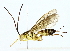  ( - BIOUG85254-D06)  @11 [ ] CreativeCommons - Attribution (2022) CBG Photography Group Centre for Biodiversity Genomics
