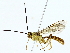  ( - BIOUG85259-F07)  @11 [ ] CreativeCommons - Attribution (2022) CBG Photography Group Centre for Biodiversity Genomics