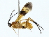  ( - BIOUG85259-F08)  @11 [ ] CreativeCommons - Attribution (2022) CBG Photography Group Centre for Biodiversity Genomics