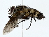  ( - BIOUG85260-D08)  @11 [ ] CreativeCommons - Attribution (2022) CBG Photography Group Centre for Biodiversity Genomics