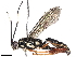  (Carinodes Malaise7681 - BIOUG85261-D06)  @15 [ ] CreativeCommons - Attribution (2022) CBG Photography Group Centre for Biodiversity Genomics
