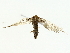  ( - BIOUG85465-B01)  @11 [ ] CreativeCommons - Attribution (2022) CBG Photography Group Centre for Biodiversity Genomics