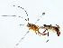  ( - BIOUG85465-D07)  @13 [ ] CreativeCommons - Attribution (2022) CBG Photography Group Centre for Biodiversity Genomics