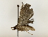  ( - BIOUG85465-H01)  @11 [ ] CreativeCommons - Attribution (2022) CBG Photography Group Centre for Biodiversity Genomics