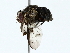  ( - BIOUG85466-D11)  @11 [ ] CreativeCommons - Attribution (2022) CBG Photography Group Centre for Biodiversity Genomics