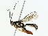  ( - BIOUG85466-F02)  @11 [ ] CreativeCommons - Attribution (2022) CBG Photography Group Centre for Biodiversity Genomics