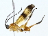  ( - BIOUG85467-B11)  @11 [ ] CreativeCommons - Attribution (2022) CBG Photography Group Centre for Biodiversity Genomics