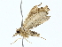 ( - BIOUG85499-D10)  @11 [ ] CreativeCommons - Attribution (2022) CBG Photography Group Centre for Biodiversity Genomics