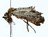  ( - BIOUG85499-D11)  @11 [ ] CreativeCommons - Attribution (2022) CBG Photography Group Centre for Biodiversity Genomics