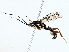  ( - BIOUG85500-F07)  @11 [ ] CreativeCommons - Attribution (2022) CBG Photography Group Centre for Biodiversity Genomics