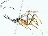 ( - BIOUG85501-A09)  @11 [ ] CreativeCommons - Attribution (2022) CBG Photography Group Centre for Biodiversity Genomics
