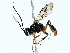  ( - BIOUG85501-F11)  @11 [ ] CreativeCommons - Attribution (2022) CBG Photography Group Centre for Biodiversity Genomics