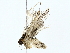  ( - BIOUG85467-D09)  @11 [ ] CreativeCommons - Attribution (2022) CBG Photography Group Centre for Biodiversity Genomics