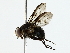  (Neomuscina currani - BIOUG85467-G02)  @11 [ ] CreativeCommons - Attribution (2022) CBG Photography Group Centre for Biodiversity Genomics