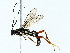  ( - BIOUG85508-C10)  @11 [ ] CreativeCommons - Attribution (2022) CBG Photography Group Centre for Biodiversity Genomics