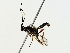  ( - BIOUG85508-D01)  @11 [ ] CreativeCommons - Attribution (2022) CBG Photography Group Centre for Biodiversity Genomics