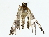  ( - BIOUG85508-E03)  @11 [ ] CreativeCommons - Attribution (2022) CBG Photography Group Centre for Biodiversity Genomics
