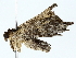  ( - BIOUG85508-F09)  @11 [ ] CreativeCommons - Attribution (2022) CBG Photography Group Centre for Biodiversity Genomics