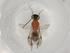  (Leptodrepana Malaise8066 - BIOUG89482-A11)  @11 [ ] CreativeCommons - Attribution (2022) Centre for Biodiversity Genomics Centre for Biodiversity Genomics