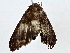 ( - BIOUG62732-A12)  @11 [ ] CreativeCommons - Attribution (2022) CBG Photography Group Centre for Biodiversity Genomics
