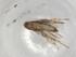  (Cosmopterix Malaise1744 - BIOUG78978-H04)  @11 [ ] CreativeCommons - Attribution (2022) Centre for Biodiversity Genomics Centre for Biodiversity Genomics