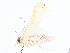  ( - BIOUG80703-B01)  @11 [ ] CreativeCommons - Attribution (2022) CBG Photography Group Centre for Biodiversity Genomics
