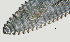  ( - NID-N1024)  @11 [ ] CreativeCommons - Attribution Non-Commercial (2017) Tom Powers University of Nebraska