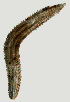  ( - NID-N1031)  @11 [ ] CreativeCommons - Attribution Non-Commercial (2017) Tom Powers University of Nebraska