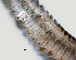  ( - NID-N1031)  @11 [ ] CreativeCommons - Attribution Non-Commercial (2017) Tom Powers University of Nebraska