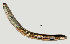  ( - NID-N1050)  @11 [ ] CreativeCommons - Attribution Non-Commercial (2017) Tom Powers University of Nebraska