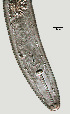  ( - NID-N1050)  @11 [ ] CreativeCommons - Attribution Non-Commercial (2017) Tom Powers University of Nebraska