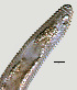  ( - NID-N1050)  @11 [ ] CreativeCommons - Attribution Non-Commercial (2017) Tom Powers University of Nebraska