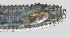  ( - NID-N1067)  @11 [ ] CreativeCommons - Attribution Non-Commercial (2017) Tom Powers University of Nebraska