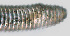  ( - NID-N1067)  @11 [ ] CreativeCommons - Attribution Non-Commercial (2017) Tom Powers University of Nebraska