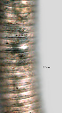  ( - NID-N1068)  @11 [ ] CreativeCommons - Attribution Non-Commercial (2017) Tom Powers University of Nebraska