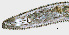  ( - NID-N1074)  @11 [ ] CreativeCommons - Attribution Non-Commercial (2017) Tom Powers University of Nebraska