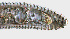  ( - NID-N1074)  @11 [ ] CreativeCommons - Attribution Non-Commercial (2017) Tom Powers University of Nebraska