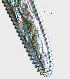  ( - NID-N1090)  @11 [ ] CreativeCommons - Attribution Non-Commercial (2017) Tom Powers University of Nebraska