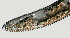  ( - NID-N1116)  @11 [ ] CreativeCommons - Attribution Non-Commercial (2017) Tom Powers University of Nebraska