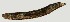  ( - NID-N1117)  @11 [ ] CreativeCommons - Attribution Non-Commercial (2017) Tom Powers University of Nebraska