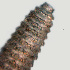  ( - NID-N1117)  @11 [ ] CreativeCommons - Attribution Non-Commercial (2017) Tom Powers University of Nebraska