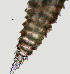  ( - NID-N1118)  @11 [ ] CreativeCommons - Attribution Non-Commercial (2017) Tom Powers University of Nebraska