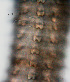  ( - NID-N1118)  @11 [ ] CreativeCommons - Attribution Non-Commercial (2017) Tom Powers University of Nebraska