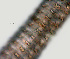  (Ogma murrayi - NID-N1118)  @11 [ ] CreativeCommons - Attribution Non-Commercial (2017) Tom Powers University of Nebraska