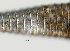  ( - NID-N1149)  @11 [ ] CreativeCommons - Attribution Non-Commercial (2016) Tom Powers University of Nebraska