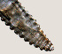  ( - NID-N1152)  @11 [ ] CreativeCommons - Attribution Non-Commercial (2016) Tom Powers University of Nebraska