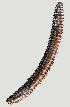  ( - NID-N1155)  @11 [ ] CreativeCommons - Attribution Non-Commercial (2016) Tom Powers University of Nebraska