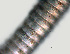  ( - NID-N1155)  @11 [ ] CreativeCommons - Attribution Non-Commercial (2016) Tom Powers University of Nebraska