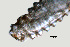  ( - NID-N1155)  @11 [ ] CreativeCommons - Attribution Non-Commercial (2016) Tom Powers University of Nebraska