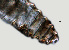  ( - NID-N1157)  @11 [ ] CreativeCommons - Attribution Non-Commercial (2016) Tom Powers University of Nebraska